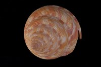 藏品(高腰翁戎螺)的圖片